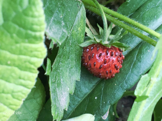 Petits bonheurs du mois de juin 2019